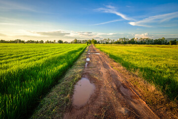 Fototapeta na wymiar Wet Road in the Rice Field