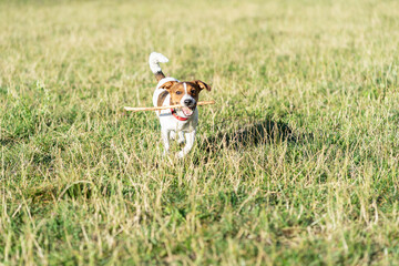 pies zwierzak domowy jack russel terrier