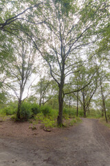 Obraz premium Dirt road near Zuidlaren, The Netherlands