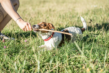 pies zwierzak domowy jack russel terrier © Nikodem
