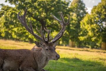 Amazing deer stag with majesty antlers laying in the nature, park, meadow