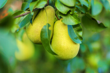 yellow pears on a branch. Harvesting pears. Agriculture and horticulture. close-up of fruit