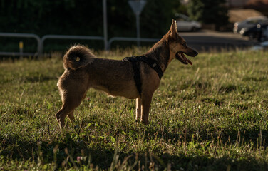 pies zwierzak domowy buldog francuski  © Nikodem