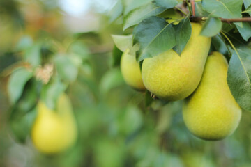 yellow pears on a branch. Harvesting pears. Agriculture and horticulture. close-up of fruit