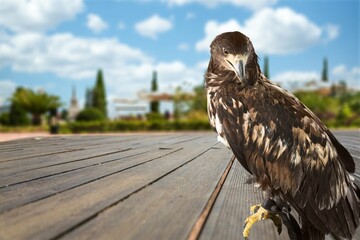 Accipiter nisus.