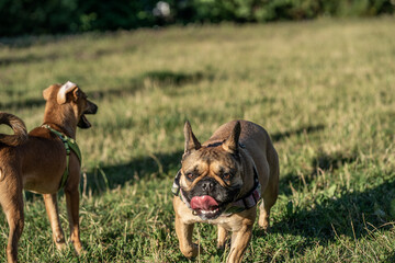 pies zwierzak domowy © Nikodem