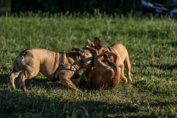 pies zwierzak domowy © Nikodem