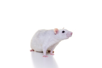 Pretty white domestic rat on a white background seen from the front from nose to tail