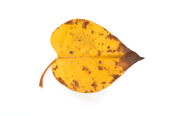 Yellow maple leaf as an autumn symbol. Isolated on white.