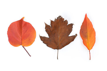 Yellow maple leaf as an autumn symbol. Isolated on white.