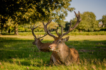 Amazing deer stag with majesty antlers portrait laying in the nature, park, meadow