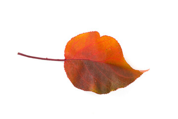 Naklejka premium Yellow maple leaf as an autumn symbol. Isolated on white.