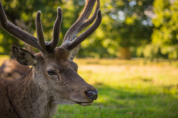 Amazing deer stag with majesty antlers portrait laying in the nature, park, meadow