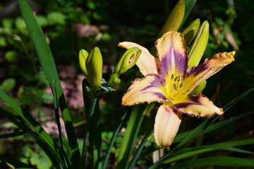 The blooming daylily and buds in bright sunlight.