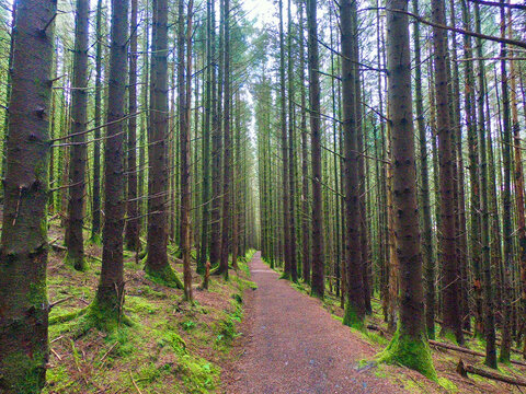 Scottish Forest Track