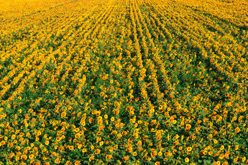 The field of sunflowers is ready for harvest. Farming in the countryside.