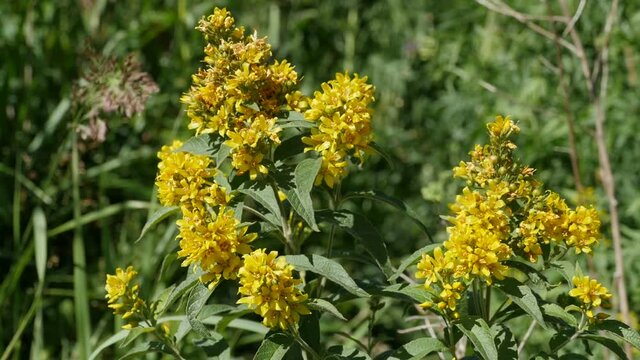 yellow flowers hypericum in nature close-up, herbal plant 