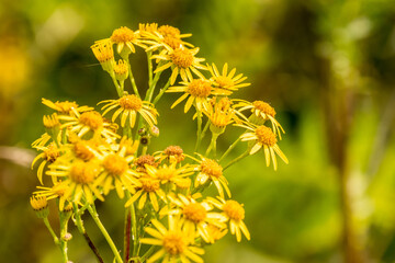 yellow flowers in the garden