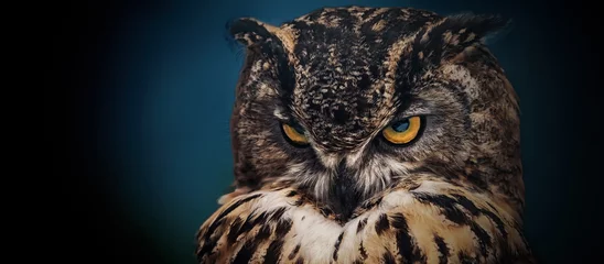 Gordijnen Yellow eyes of horned owl close up on a dark background. © vladk213
