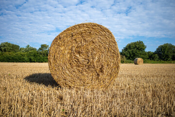 on  mown grain field lie round pressed bales of straw and the sky is blue