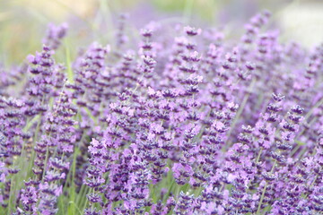 Fototapeta premium Field of Lavender, Lavandula angustifolia, Lavandula officinalis 