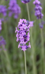 Obraz premium Field of Lavender, Lavandula angustifolia, Lavandula officinalis 