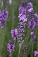 Field of Lavender, Lavandula angustifolia, Lavandula officinalis 