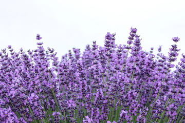 Naklejka premium Field of Lavender, Lavandula angustifolia, Lavandula officinalis , on white background