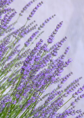 Obraz premium Field of Lavender, Lavandula angustifolia, Lavandula officinalis 
