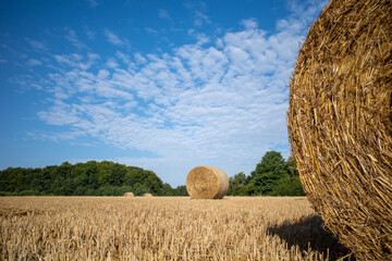 on  mown grain field lie round pressed bales of straw and the sky is blue