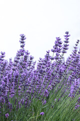 Naklejka premium Field of Lavender, Lavandula angustifolia, Lavandula officinalis , on white background