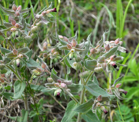 In the wild, nonea pulla blooms