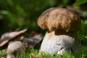 Close-up of porcini mushrooms in the forest on a sunny day