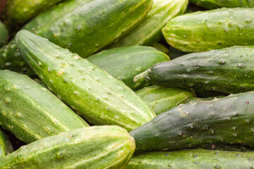 Cucumber harvest. many cucumbers. cucumbers from the field.