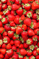 Freshly harvested Red Strawberries, Juicy Strawberries directly above