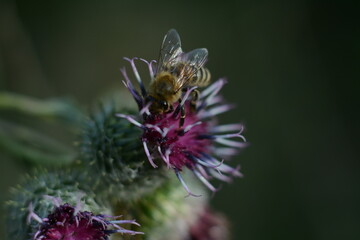 Bee on blooming burdock thorny flower in summer