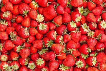 Freshly harvested Red Strawberries, Juicy Strawberries directly above