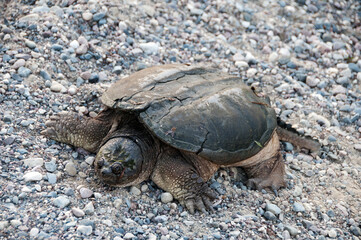 Turtle Snapping turtle photo.  Snapping turtle close-up profile view. Picture.  Portrait.  Image. Photo.