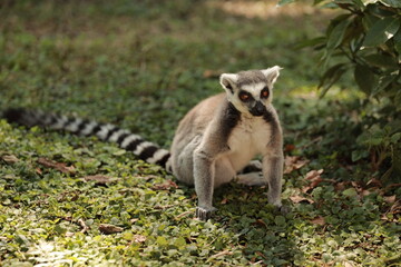 Ring-Tailed Lemur (Lemur catta) in nature, green background, funny wild animal