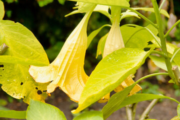 Obraz premium The angel trumpets, Brugmansia, are a genus of plants from the nightshade family
