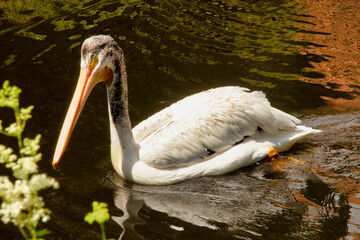 Side view of a swimming in the pond