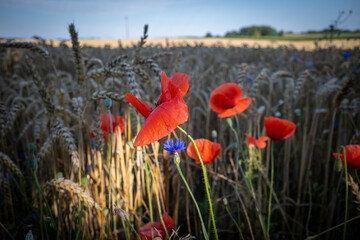 on  cornfield there are red poppies which are illuminated by the morning sun