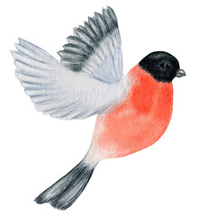 Watercolor bullfinch Christmas flying bird. Hand painted illustration isolated on white background. Winter red bird fly. Holiday nature for card, poster design concept