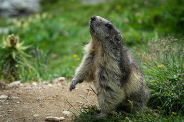 Wild Alpine marmots, Saas-Fee, Switzerland, Europe.
Marmots are not afraid of people and begging for food near their burrow at a  steep alpine slope near Spielboden gondola lift station in Saas-Fee