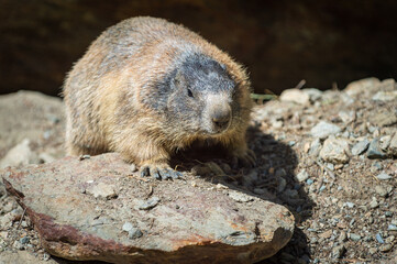 Wild Alpine marmots, Saas-Fee, Switzerland, Europe. Representatives of a marmots family are not afraid of people near their burrow under the big rock at a slope near the Spielboden lift in Saas-Fee