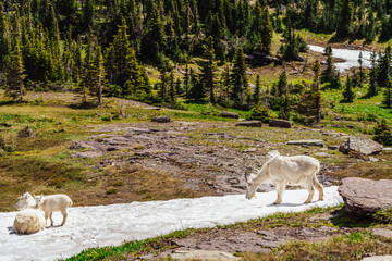 Mountain Goat Family