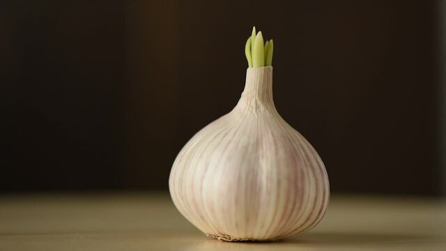 A rotating head of garlic with green shoots on a rotating wooden table.