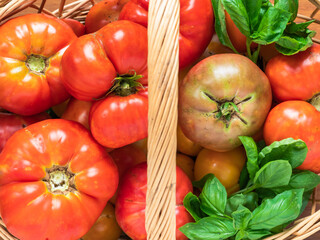 Freshly harvested heirloom tomatoes and basil in a basket.