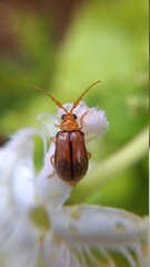 brown colour beetle on a white flower