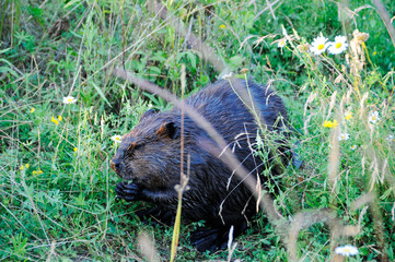 Beaver Animal Stock Photos.  Image. Picture. Portrait. close-up profile view eating grass, surrounded by foliage, wildflowers displaying brown wet fur, head, ears, eye, nose, paws in its environment .